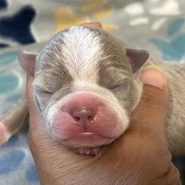 Cali - Lilac female Boston Terrier puppy in Corning, California from SB Bostons / Raksha Malinois