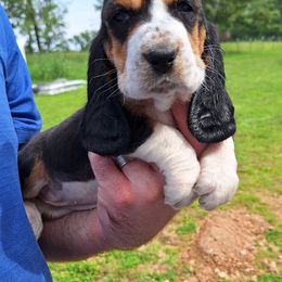 Birdie - Black brown and white female Basset Hound puppy in Mack's Creek, Missouri from Mack's Creek Basset Hounds