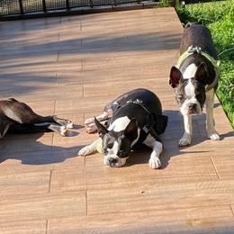 Boston Terrier Puppies from I Love Pups