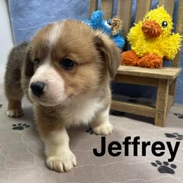 Jeffrey - Sable male Pembroke Welsh Corgi puppy in Apison, Tennessee from Ashmore Corgis
