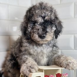 Goldendoodle Puppies from Merced Doodles
