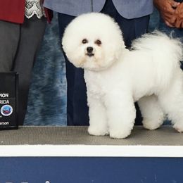 Bichon Frises, Bulldogs, and French Bulldogs from Arralaine Pups