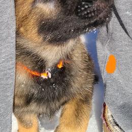 German Shepherd and Siberian Husky Puppies from Sstar