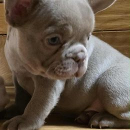 Isabella girl - Liver female French Bulldog puppy in Denison, Texas from Lovemyfrenchies – Stoddard Frenchbulldog's