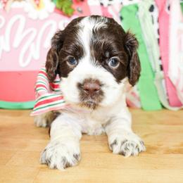 Cooper - Brown and white male Cockapoo puppy in Rattan, Oklahoma from Double M Cocker Spaniels