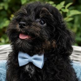 Amos - Black and tan male Cockapoo puppy in Lebanon, Kentucky from Mosaic Merle Doodles