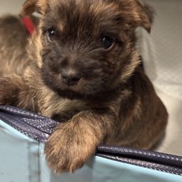 Cairn Terriers from Cook’s Cairn Terriers