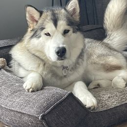Flora - Alaskan Malamute