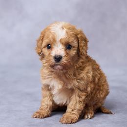 Demi - Red female Cavapoo puppy in Apple Creek, Ohio from Grandeur Valley Puppies