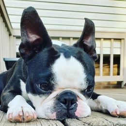 Boston Terriers and German Shorthaired Pointers from Fanfare Bostons and Shorthairs