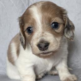 Girl 4 - female Dachshund puppy in Golden Valley, Arizona from Greatest Journey Ranchette