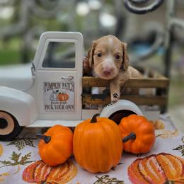 Harry Potter - Piebald male Dachshund puppy in Lady Lake, Florida from K Rae's Dachshunds