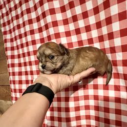 Maltese, Morkie, and Yorkshire Terrier Puppies from California AKC Maltese & Yorkies