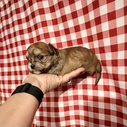 Maltese, Morkie, and Yorkshire Terrier Puppies from California AKC Maltese & Yorkies