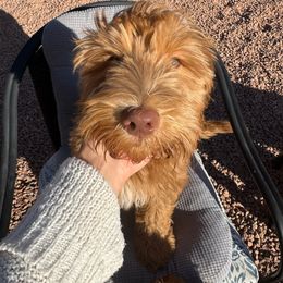 Hershey - Goldendoodle puppy from DogHouse Doodles