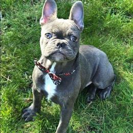 Clark - Blue male French Bulldog puppy in Graham, Washington from Kristy's French Bulldogs & Mini Schnauzers