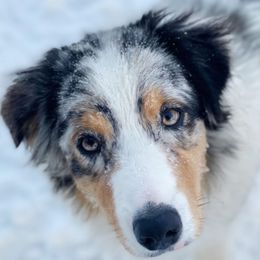 Clique - Australian Shepherd