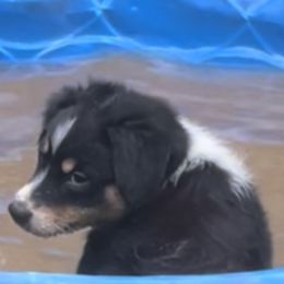 Australian Shepherd Puppies from Elliott’s Aussies