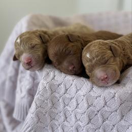 Puppy Pick 1 - Red  female Goldendoodle puppy in Elk Grove, California from Doodles by Faith
