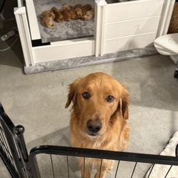 Golden Retriever Puppies from Roepke Golden Retrievers
