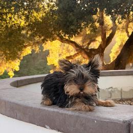 Boy 1 bigger - Black and gold male Yorkshire Terrier puppy in Bakersfield, California from Yorkie To My Heart