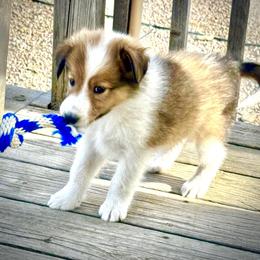 Boo - female Scottish Collie puppy in Newcastle, Wyoming from Wykota 7K Scottish Collies