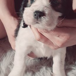 English Springer Spaniel Puppies from Savannah River Springers