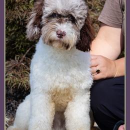 O'Malley - Brown white and tan male Cockapoo puppy in Connersville, Indiana from Deaz Doodle Ranch