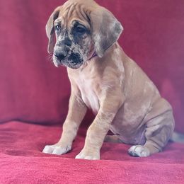 Great Dane Puppies from Bellaire Great Danes