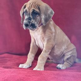 Great Dane Puppies from Bellaire Great Danes