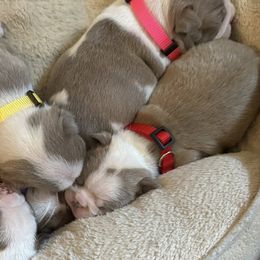 Boston Terriers from Hidden Valley Bostons