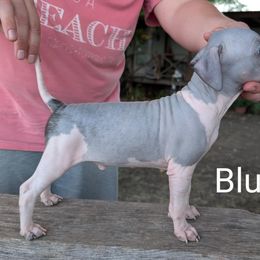 Boy 3 - Black tan and white male American Hairless Terrier puppy in Denton, Texas from Distinct American Hairless Terriers