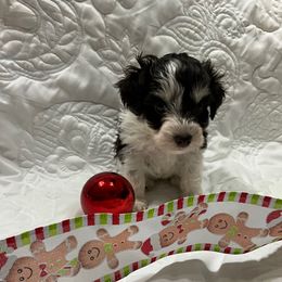 Lexy - Parti female Miniature Schnauzer puppy in Stevenson, Alabama from Joyce's Miniature Schnauzers