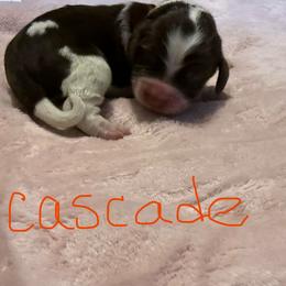 Cascade - Liver white and roan female English Springer Spaniel puppy in Pensacola, Florida from LeichtHouse Kennel
