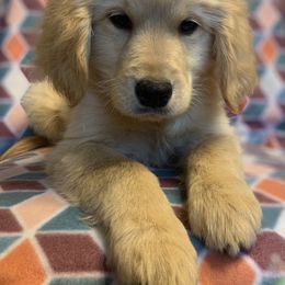 Golden Retriever Puppies from Goldens of Hope