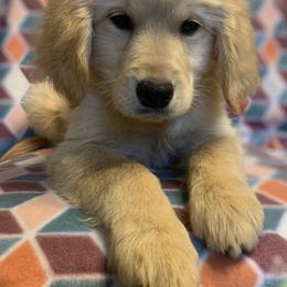 Golden Retriever Puppies from Goldens of Hope