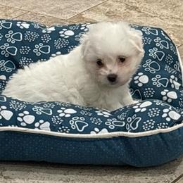 Bo Peep - Black female Coton de Tulear puppy in Pflugerville, Texas from Beethoven’s Cotons