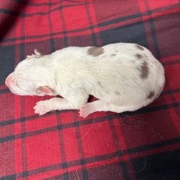 Alex - Red merle male Border Collie puppy in Chattanooga, Tennessee from Ross Vegas Kennels