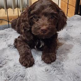 Cockapoo Puppies from Ouachita River Cockspoos