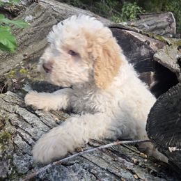 Lionsmane - White male Lagotto Romagnolo puppy in Eagle, Wisconsin from Nesting Dolls