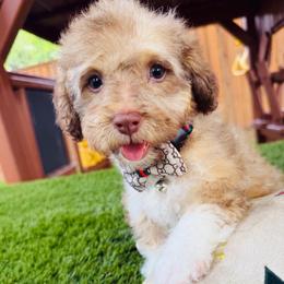 Cash - Cafe au lait male Maltipoo puppy in Sugar Land, Texas from Celebrity Maltipoos