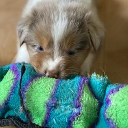 Australian Shepherd Puppies from Echolight Australian Shepherds