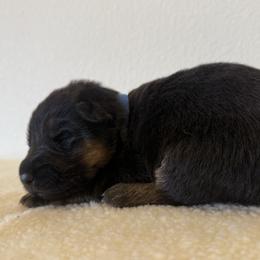 Boy 2 - Individual Photos Coming Next Week - Black and red male German Shepherd puppy in Vancouver, Washington from Purebred Elite Shepherds