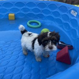Updates Soon - Chocolate male Havanese puppy in Monahans, Texas from Homeward Havanese, LLC