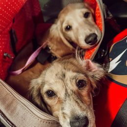 Dachshunds from Rosie Posie Doxies