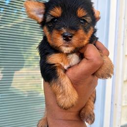 Nemo 1700 - Black and tan male Yorkshire Terrier puppy in Gastonia, North Carolina from Banks Dynasty Kennel