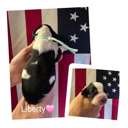 Liberty - Black white and tan female English Springer Spaniel puppy in Freeland, Michigan from McNally's Springer Spaniels