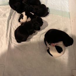 Girl 2 - Black and white female Cocker Spaniel puppy in Renton, Washington from Cam’s Cockers