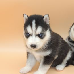 Pomsky and Siberian Husky Puppies from Beastly Beauties Huskies & Pomskies