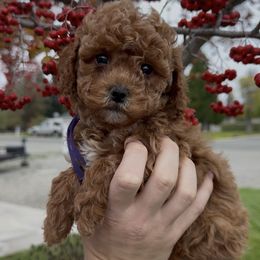 Peppermint Patty - Apricot female Assorted Doodle Crosses puppy in Yuba City, California from Lucky Day Doodles